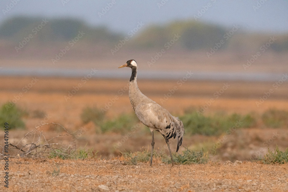 Common Crane, Grus grus, Little Rann of Kutch, Gujarat, India