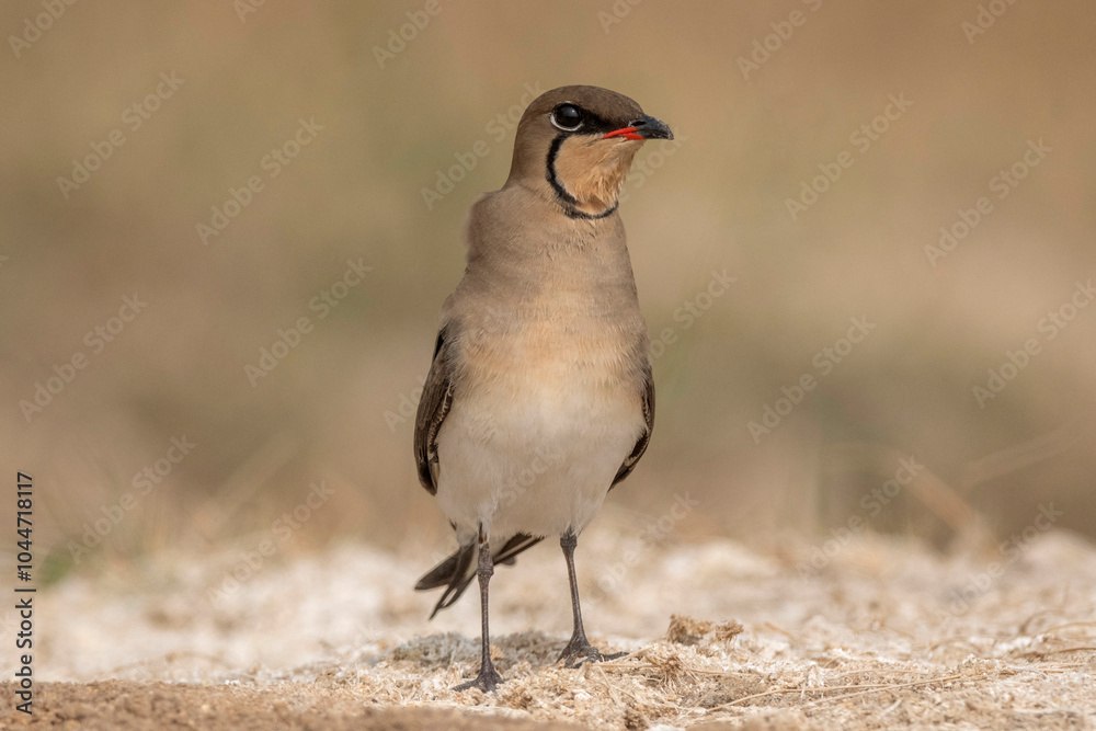 Fototapeta premium Collared pratincole or red-winged pratincole, Glareola pratincola, Nal Sarovar Bird Sanctuary, Gujarat, India