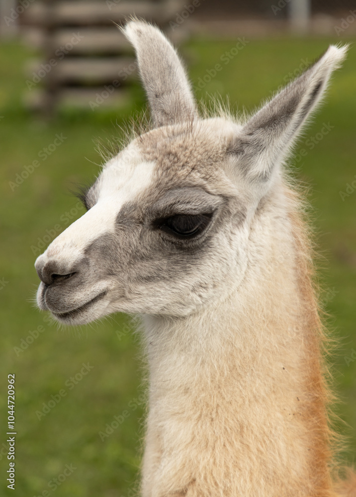 Naklejka premium A baby llama with a white face and brown body