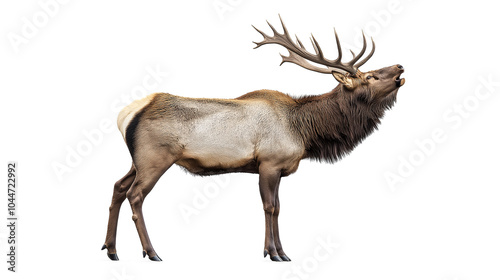 a bull elk bugling isolated on a white background
