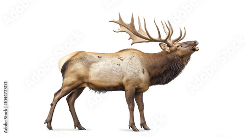 a bull elk bugling isolated on a white background