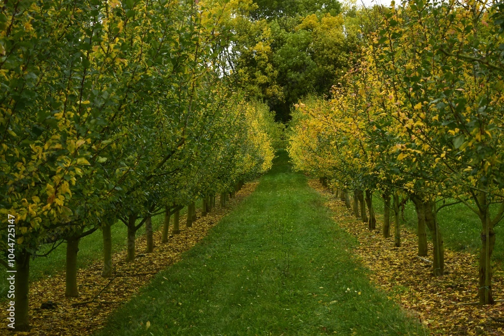 Naklejka premium autumn trees in the fruit garden. panorama. Germany October 2024