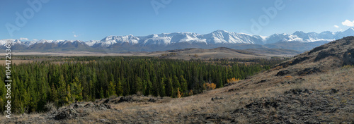 Panoramic high resolution image of Chuya steppe: hilly landscape, endless field with yellow grass, a golden autumn in the Altai. In the distance is a mountain ridge with snow covered mountain peaks.