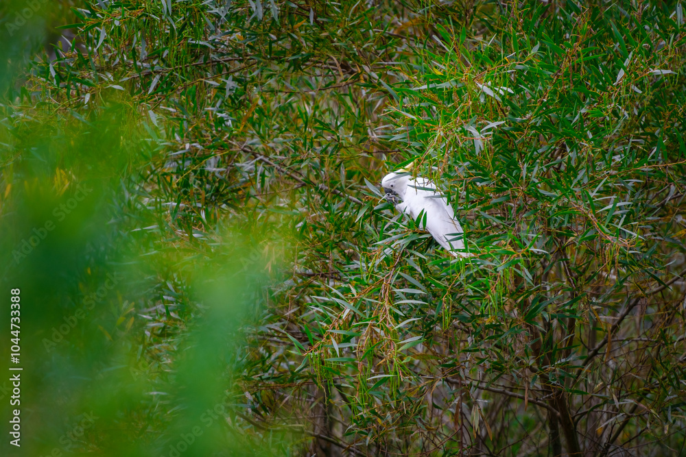 Cockatoo parrot sitting on a green tree branch in Australia. Big white and yellow cockatoo with nature green background