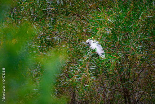 Obraz na płótnie Cockatoo parrot sitting on a green tree branch in Australia. Big white and yellow cockatoo with nature green background w salonie