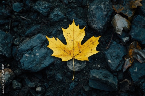 Yellow leaf on rocks photo