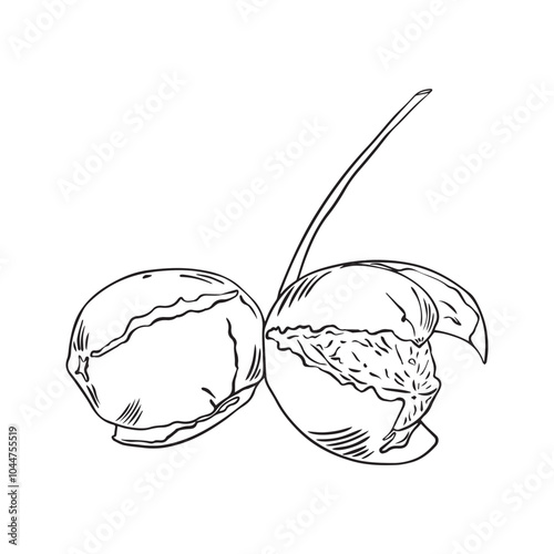 Sketch of walnuts in sketch style. Vector illustration