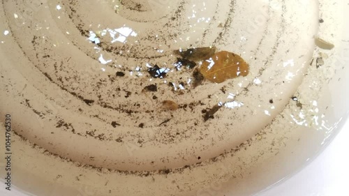 Mosquito larvae in stagnant water