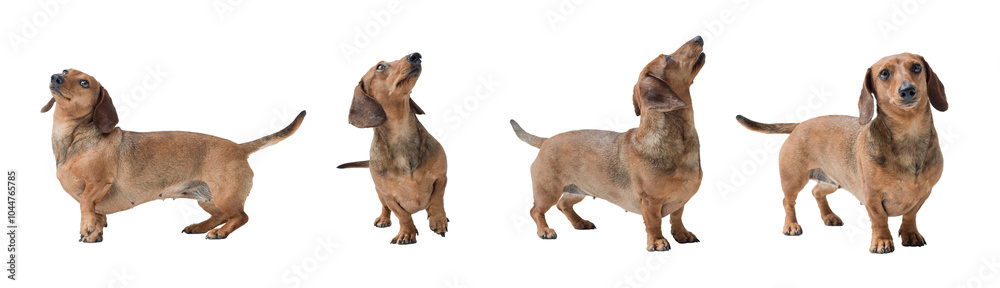 Set of Dachshund dog portraits isolated Set of Dachshund dog portraits isolated
