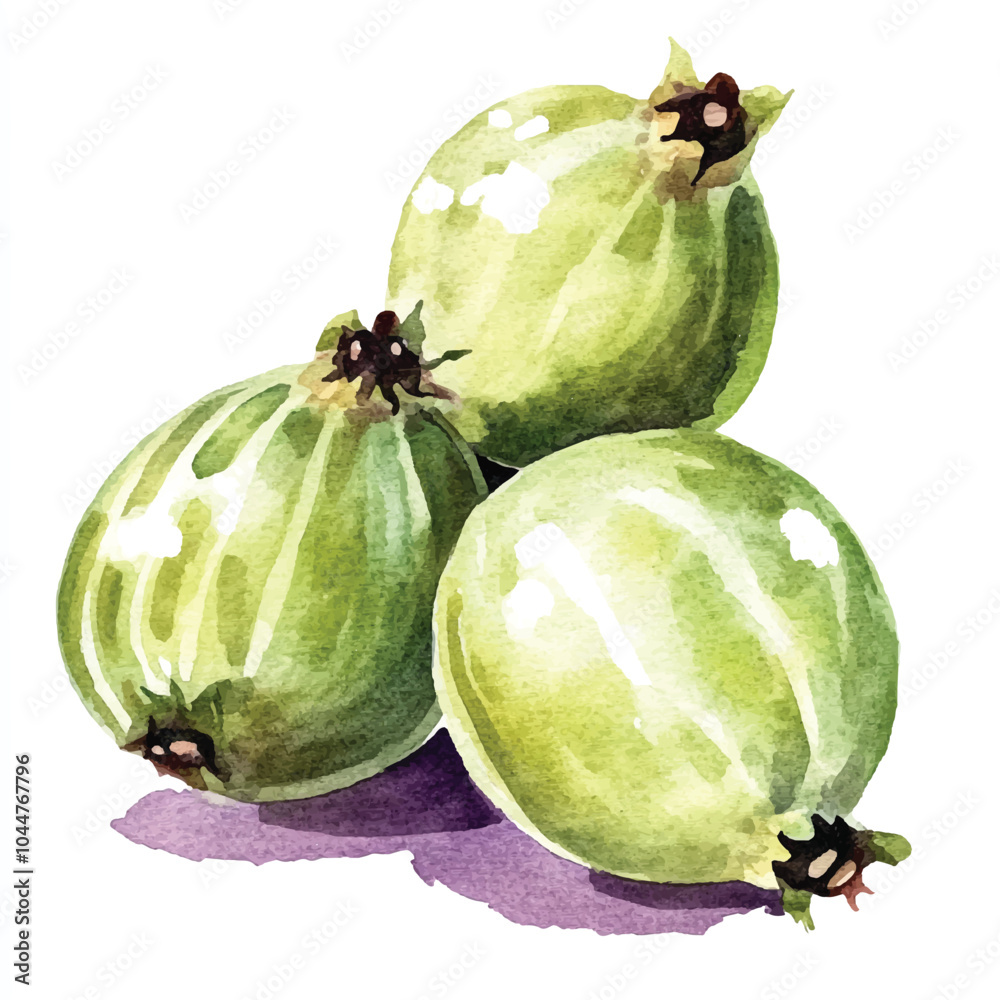 Gooseberry fruit watercolor clipart illustratration Gooseberry fruit watercolor clipart illustratration