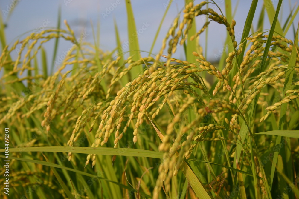 Fototapeta premium 목초, 들판, 네이처, green, 밀, 경작, 식물, 농장, 여름, 곡류, 결, sky, 봄, 라이스, 보리, 성장, 먹을것, 목초지, blue, 곡류, 농촌, 옥수수, 내추럴, 시골, 수확, 쌀, 벼, 논, 수확, 논, 수확, 가을, 추수, rice