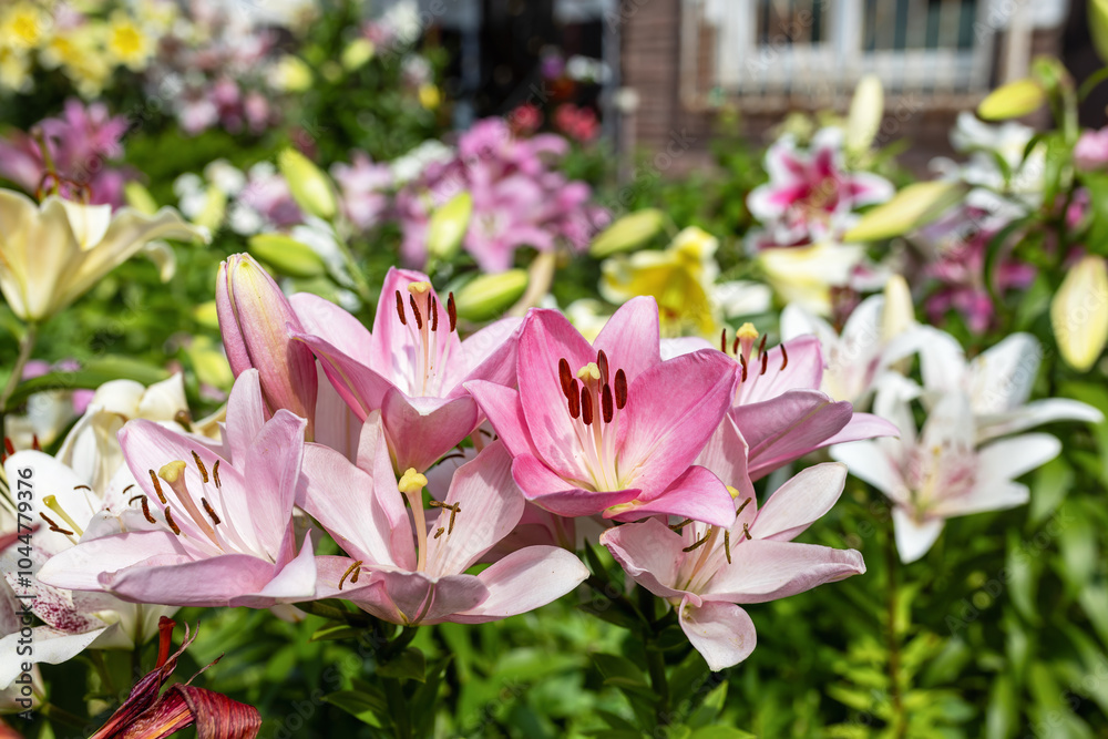 pink and white lilies pink and white lilies