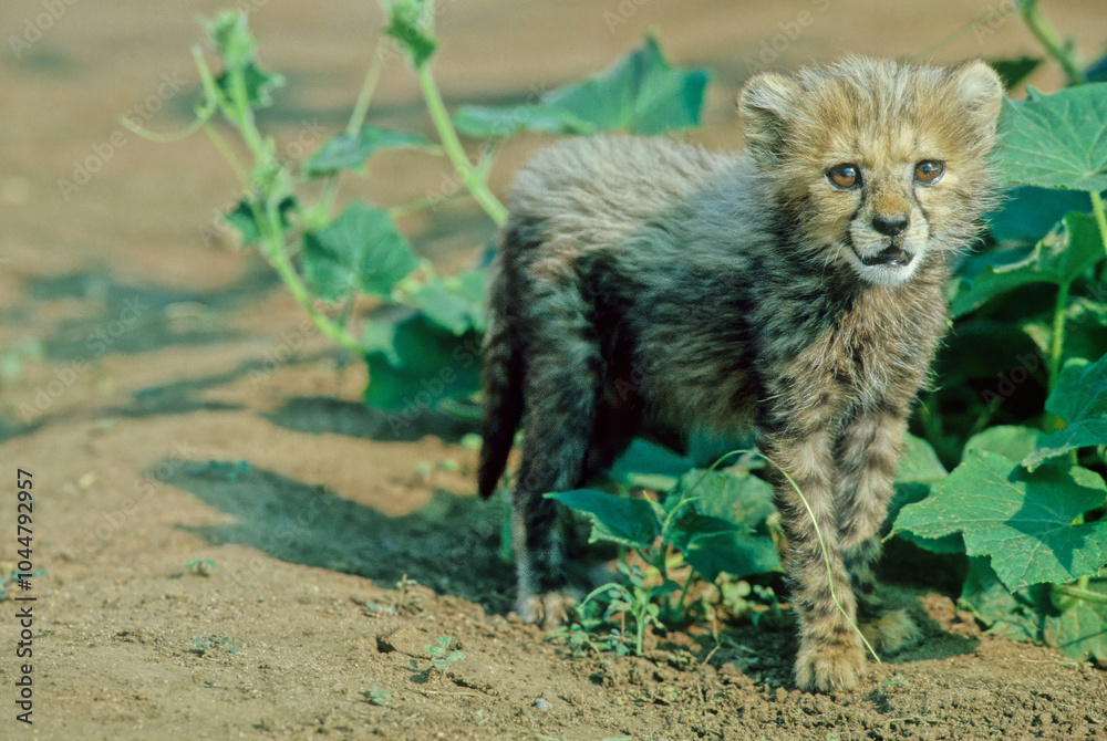 Obraz premium cheetah puppy