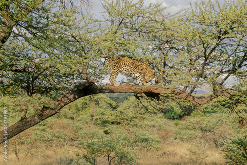 Canvas Print Leopard