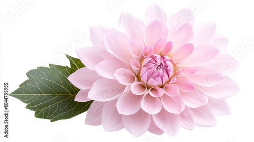 Pink dahlia flower close-up, isolated on white background, ideal for floral-themed advertisements, vivid and intricate petal structure