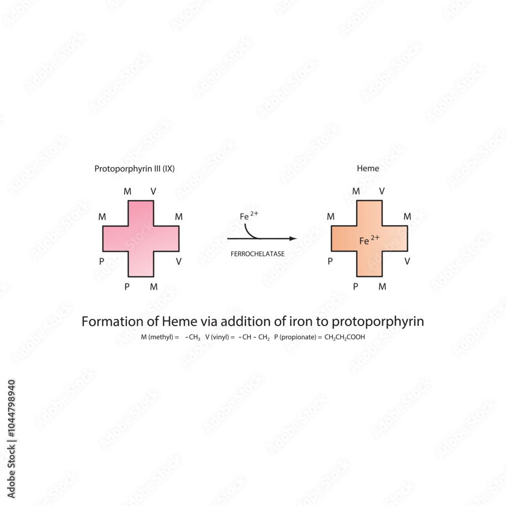 Fototapeta premium Diagram showing synthesis of Heme from Protoporphyrin III through addition of Iron via Ferrochelatase enzyme chemical reaction. skeletal structure diagram. compound molecule scientific illustration.