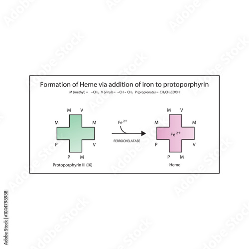 Diagram  showing synthesis of Heme from Protoporphyrin III through addition of  Iron via Ferrochelatase enzyme chemical reaction. skeletal structure diagram. compound molecule scientific illustration.