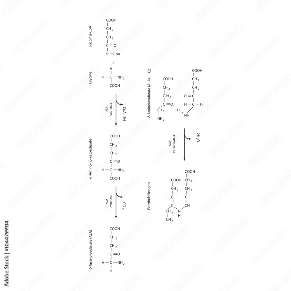 Diagram showing synthesis of porphobilinogen through ALA synthase, biochemical reaction schematic illustration. skeletal structure diagram. compound molecule scientific illustration. Diagram showing synthesis of porphobilinogen through ALA synthase, biochemical reaction schematic illustration. skeletal structure diagram. compound molecule scientific illustration.
