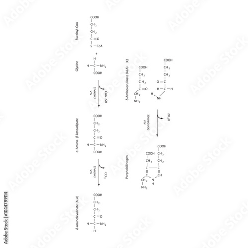 Diagram  showing synthesis of porphobilinogen through ALA synthase, biochemical reaction schematic illustration. skeletal structure diagram. compound molecule scientific illustration.