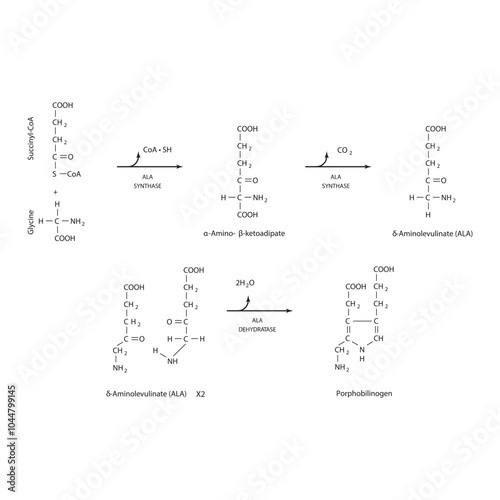 Diagram  showing synthesis of porphobilinogen through ALA synthase, biochemical reaction schematic illustration. skeletal structure diagram. compound molecule scientific illustration.