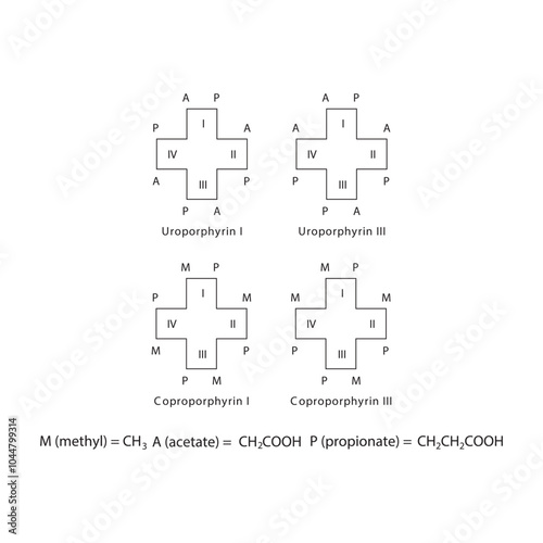 Diagram of Uroporphyrin and  Coproporphyrin molecules chemical molecular structure, featuring rings and substitutions. skeletal structure diagram. compound molecule scientific illustration.