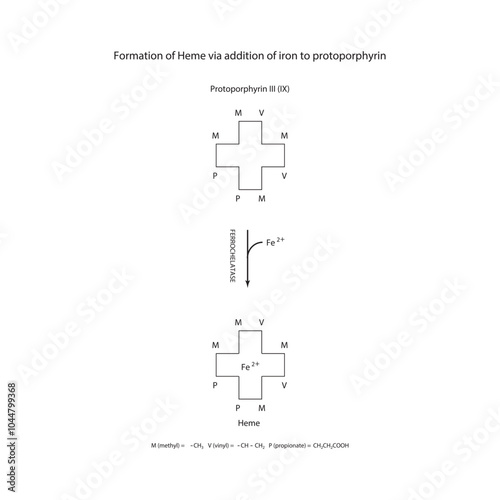 Diagram  showing synthesis of Heme from Protoporphyrin III through addition of  Iron via Ferrochelatase enzyme chemical reaction. skeletal structure diagram. compound molecule scientific illustration.