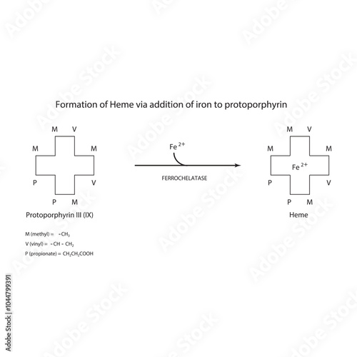 Diagram  showing synthesis of Heme from Protoporphyrin III through addition of  Iron via Ferrochelatase enzyme chemical reaction. skeletal structure diagram. compound molecule scientific illustration.