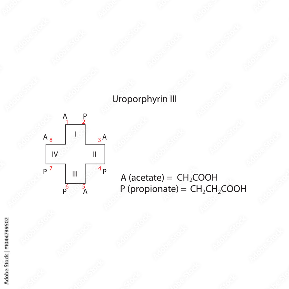 Fototapeta premium Diagram of Uroporphyrin III molecule chemical molecular structure, showing substitutions - acetate and propionate. skeletal structure diagram. compound molecule scientific illustration.