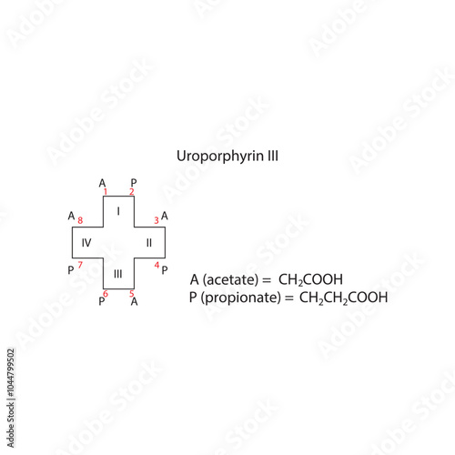 Diagram of Uroporphyrin III molecule chemical molecular structure, showing substitutions - acetate and propionate. skeletal structure diagram. compound molecule scientific illustration.