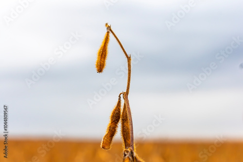 Ripe soybeans on the background of the sky in cloudy weather. Autumn harvesting of soybeans photo