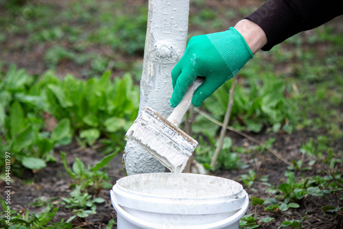 a man whitewashes trees in the garden in spring. Selective focus photo