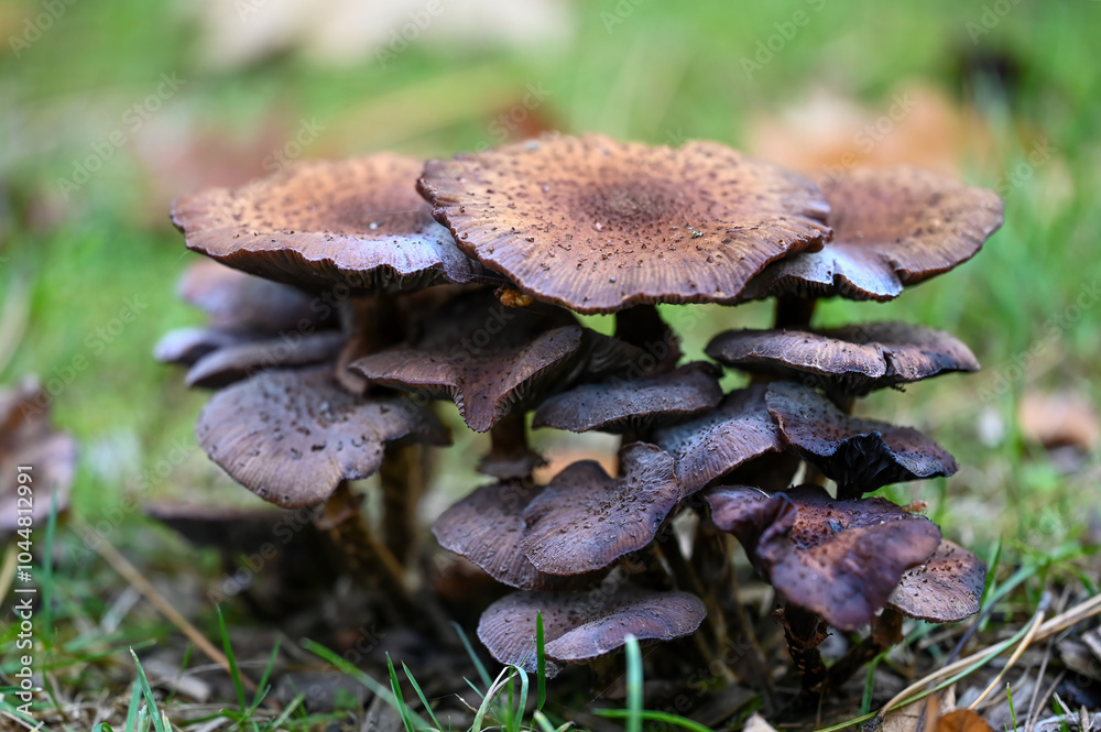 mushroom collection on the meadow mushroom collection on the meadow