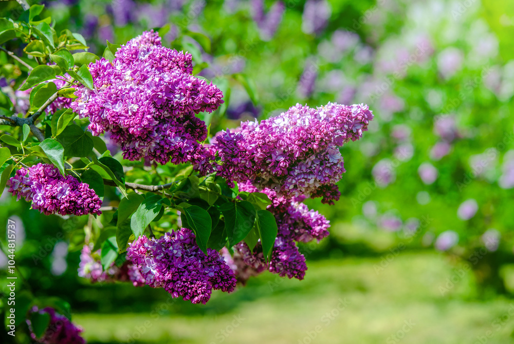 Pink lilac blooms in the Botanical garden
Pink lilac blooms in the Botanical garden