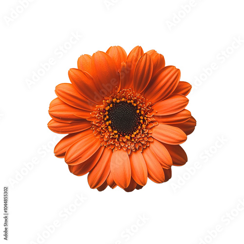 a gerbera isolated on transparent background, top view