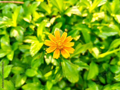 Yellow flower with green leaves background in the garden. Nature background.