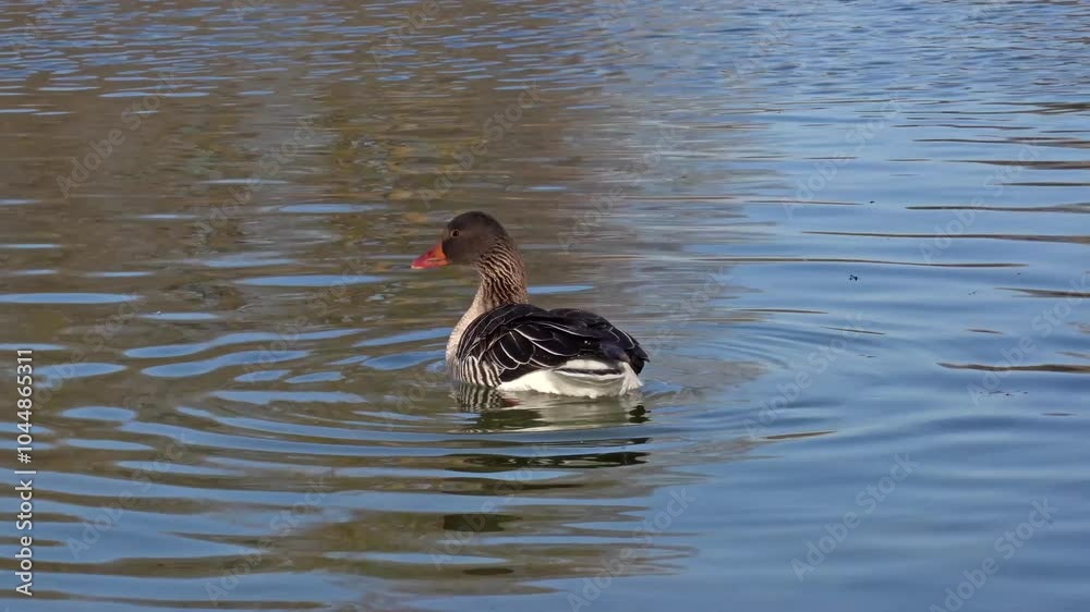 The greylag goose, Anser anser is a species of large goose in the waterfowl family Anatidae and the type species of the genus Anser. The greylag goose, Anser anser is a species of large goose in the waterfowl family Anatidae and the type species of the genus Anser.