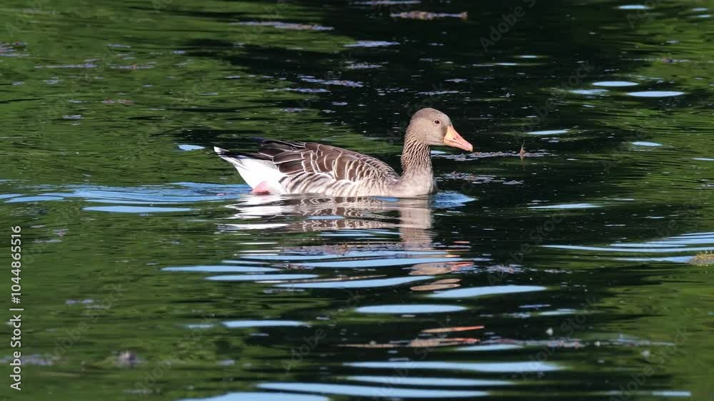 The greylag goose, Anser anser is a species of large goose in the waterfowl family Anatidae and the type species of the genus Anser. The greylag goose, Anser anser is a species of large goose in the waterfowl family Anatidae and the type species of the genus Anser.