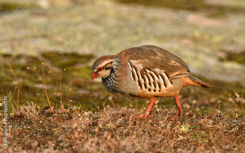 perdiz roja der campo en otoño