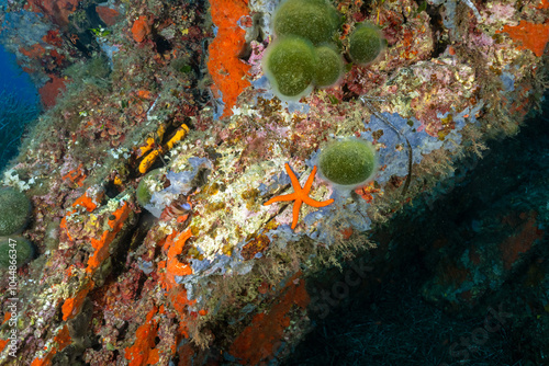 Reef scenic with coralline habitat and codium algae, Bastia Corsica. photo