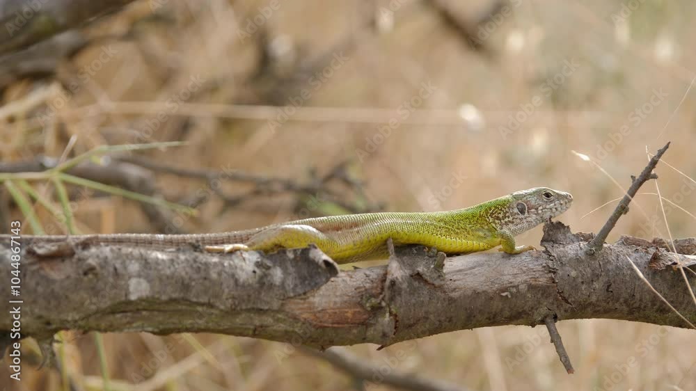 European Green Lizard is Called Perched on a Tree Branch European Green Lizard is Called Perched on a Tree Branch