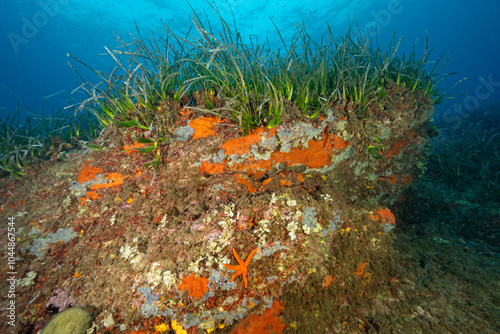 Neptune seagrass, Posidonia oceanica on top of  coralligenous habitat, Bastia Corsica France.