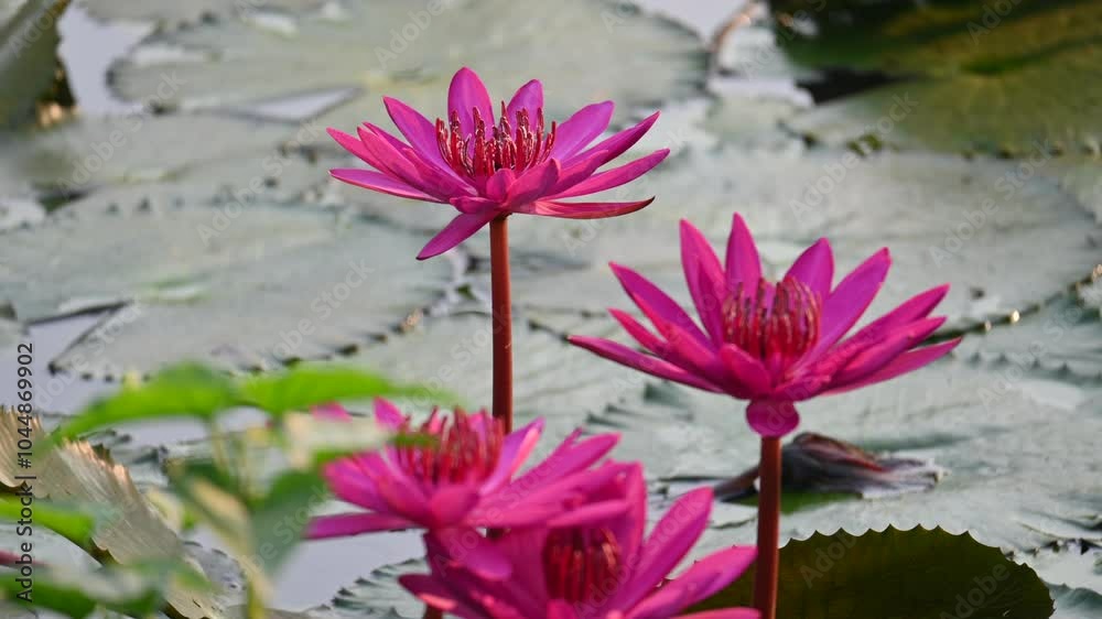 Waterlily in pond water. Its other names Nymphaeaceae and water lilies. Water lilies are rooted in soil in bodies of water, with leaves and flowers floating on or emergent from the surface. 4k video. Waterlily in pond water. Its other names Nymphaeaceae and water lilies. Water lilies are rooted in soil in bodies of water, with leaves and flowers floating on or emergent from the surface. 4k video.