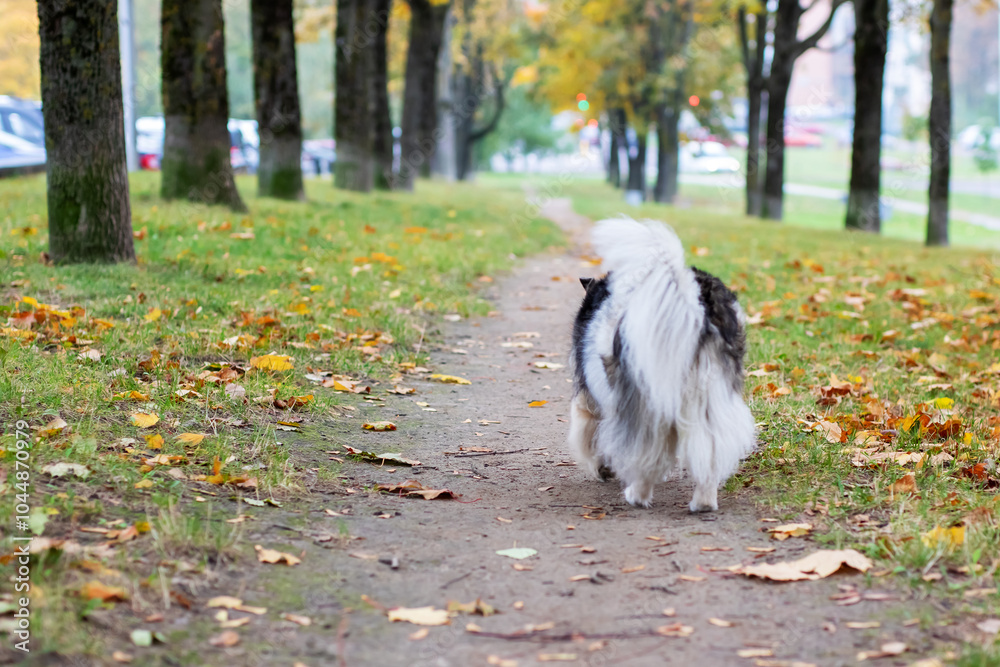A black and white dog is standing proudly next to a large tree in a park A black and white dog is standing proudly next to a large tree in a park