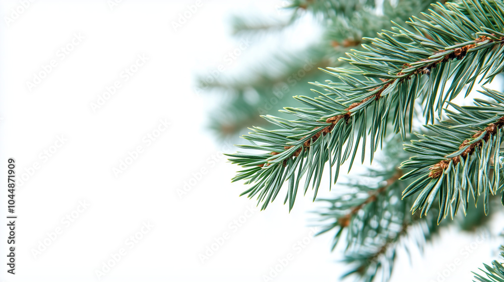 Green pine, spruce isolated on white close-up with space for text. Green pine, spruce isolated on white close-up with space for text.