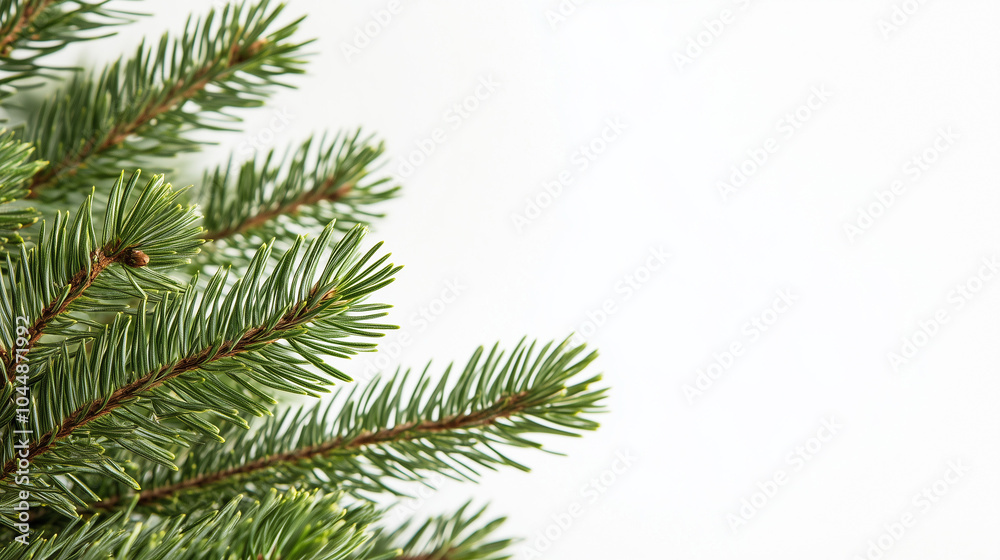 Green pine, spruce isolated on white close up with copy space. Green pine, spruce isolated on white close up with copy space.