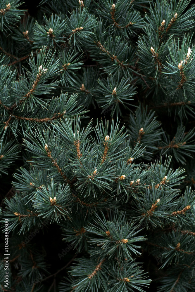 close up of pine branches close up of pine branches