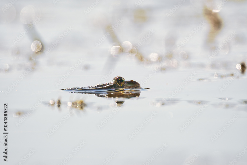 Fototapeta premium Batracien