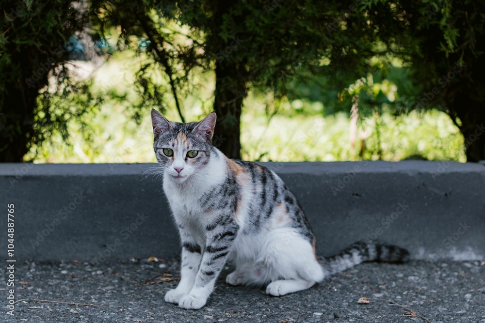 Obraz premium Calico cat on concrete path