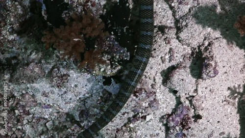 Olive Sea Snake - Banda Sea, Indonesia photo