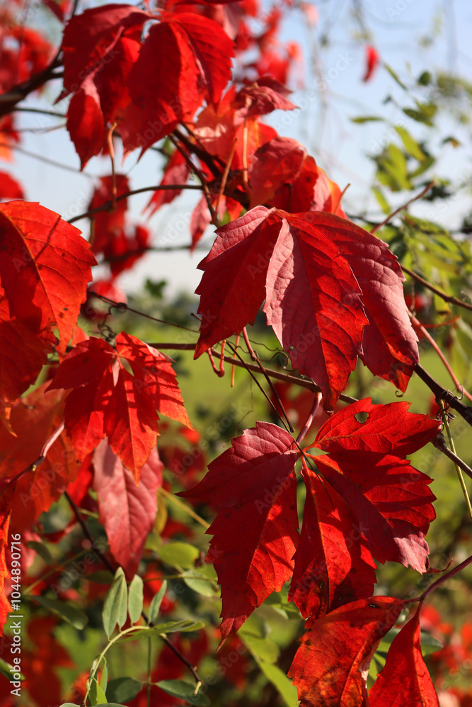 Virginia creeper plant with bright red leaves n autumn. Red climbing vine Parthenocissus quinquefolia Virginia creeper plant with bright red leaves n autumn. Red climbing vine Parthenocissus quinquefolia